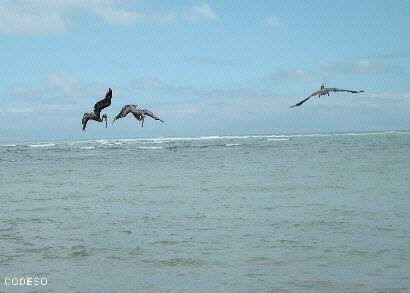 Foto: Pelícanos pescando