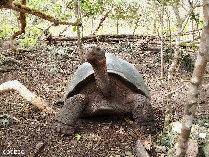 Tortuga Gigante Giant turtle Riesenschildkröte Galapagos Islands