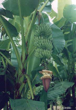 Banana - Musa spp.