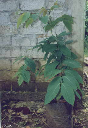 Café clonal finca organica intregal productos canasta