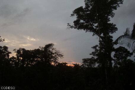 Selva amazónica - Provincia del Napo