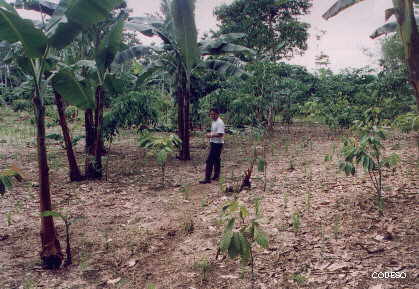 "Finca Integral" con cultivos en franjas